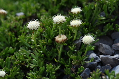 Leptinella pyrethrifolia