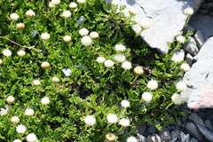 Leptinella pyrethrifolia, photograph (c) fmunoz, some rights reserved (CC BY)