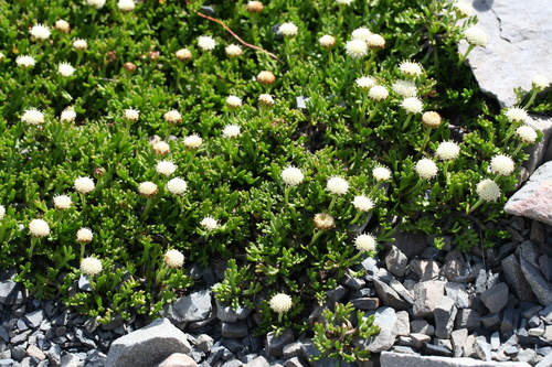 Leptinella pyrethrifolia, photograph 1