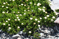 Leptinella pyrethrifolia, photograph (c) fmunoz, some rights reserved (CC BY)