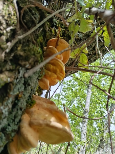 chicken of the woods