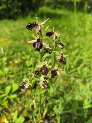 Ophrys sphegodes spruneri