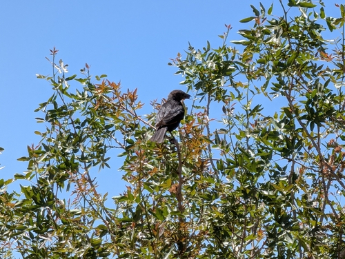 Tristram's Starling