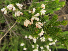 Erica caffrorum