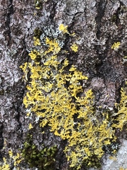 Xanthoria parietina