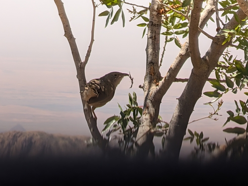 Arabian Babbler