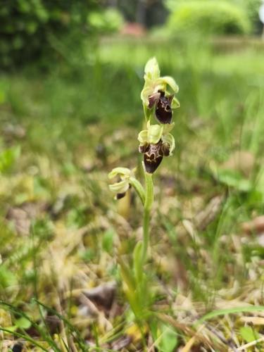 Ophrys umbilicata attica