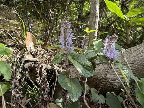 Scutellaria tsusimensis iNat (2)