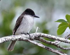 Tyrannus caudifasciatus taylori