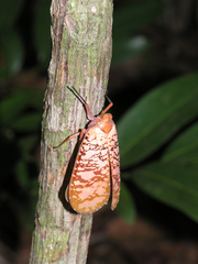 Aphaena discolor