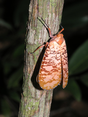 Aphaena discolor