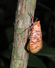 Aphaena discolor