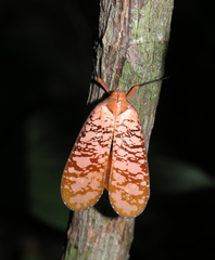 Aphaena discolor