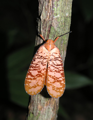 Aphaena discolor