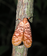 Aphaena discolor