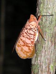 Aphaena discolor