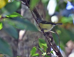 Vireo latimeri