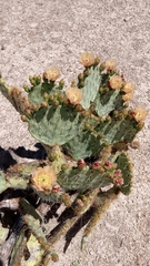 Opuntia rastrera