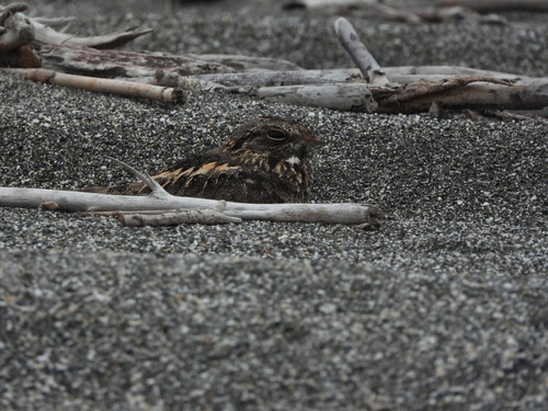Savanna Nightjar (Caprimulgus affinis), photo 8