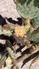 Opuntia rastrera