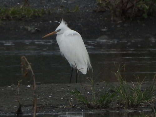 Chinese Egret (Egretta eulophotes), photo 7