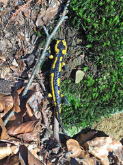 Salamandra salamandra