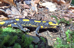 Salamandra salamandra