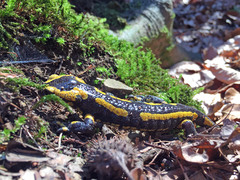 Salamandra salamandra
