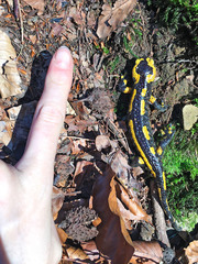 Salamandra salamandra