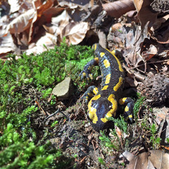 Salamandra salamandra