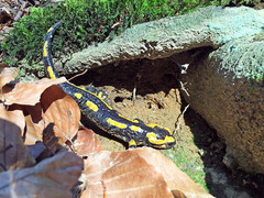 Salamandra salamandra