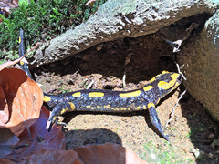 Salamandra salamandra