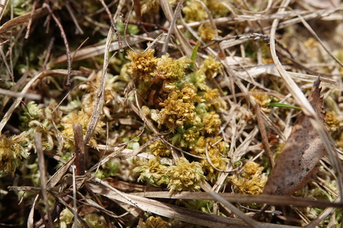 Sphagnum inundatum observed 2026-04-25