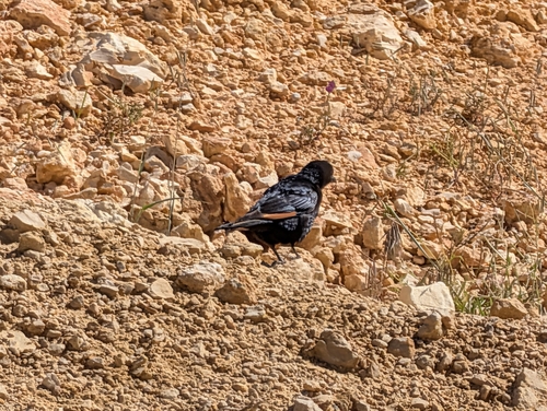Tristram's Starling