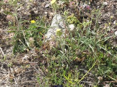 Centranthus nevadensis