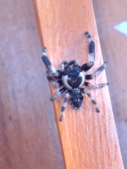 Phidippus audax