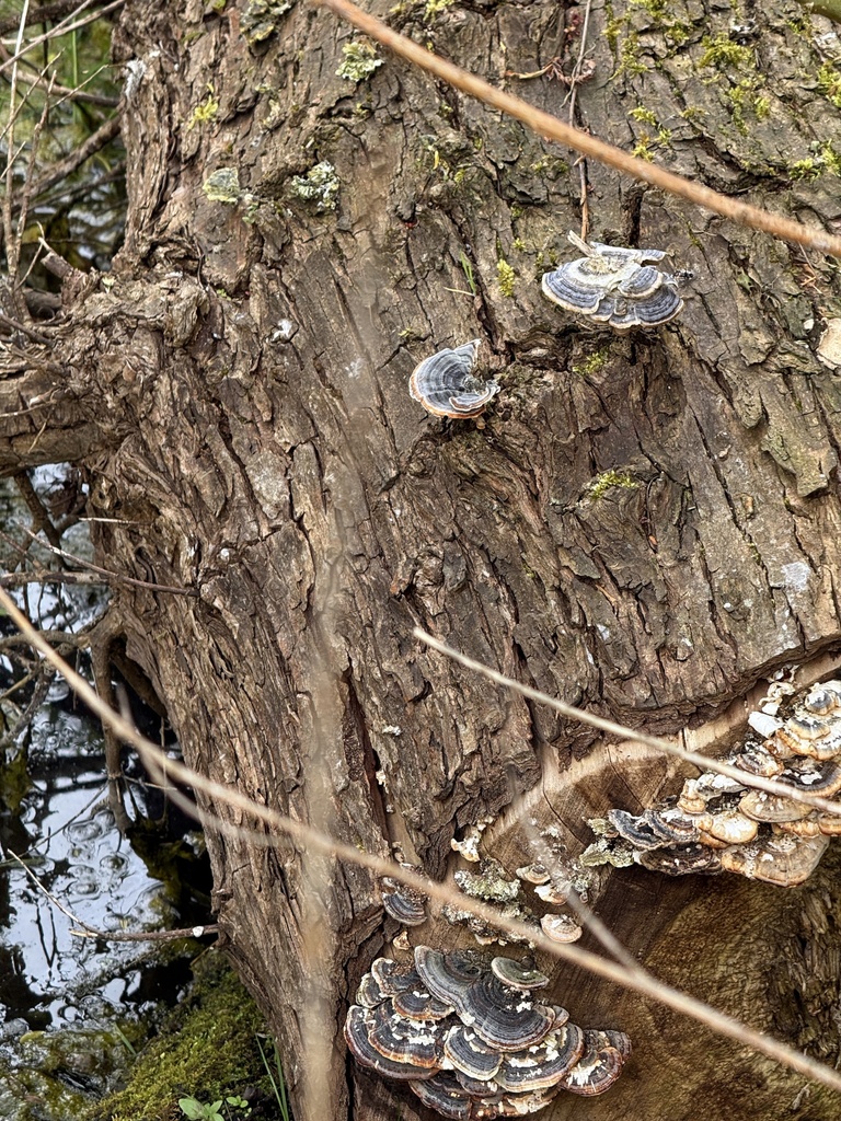 Trametes versicolor · April 2026 · photo: © stevecross (iNaturalist, cc0)