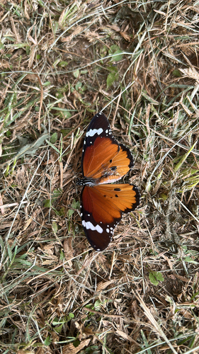 African Plain Tiger