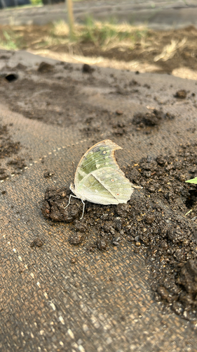 Common Mother-of-Pearl