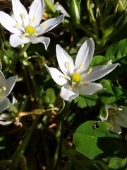 Ornithogalum umbellatum