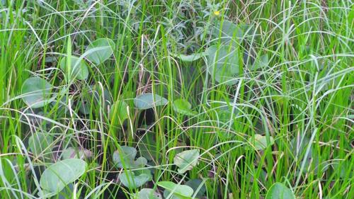 Hydrocharis chevalieri