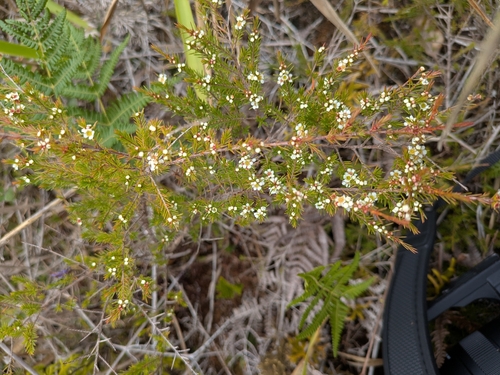 Baeckea frutescens, photograph 4