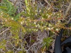 Baeckea frutescens, photograph (c) Zara, some rights reserved (CC BY)