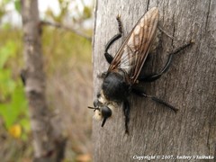 Laphria gibbosa