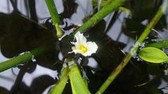 Hydrocharis chevalieri