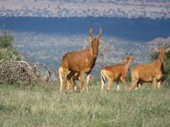Alcelaphus buselaphus