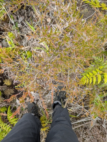 Baeckea frutescens, photograph 3
