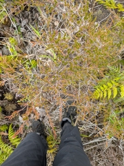 Baeckea frutescens, photograph (c) Zara, some rights reserved (CC BY)