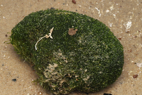 Cladophoropsis observed 2026-05-02