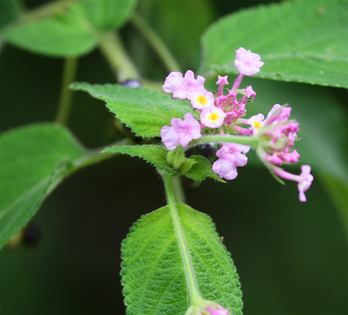 Lantana fucata